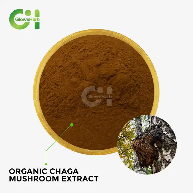 organic chaga mushroom extract